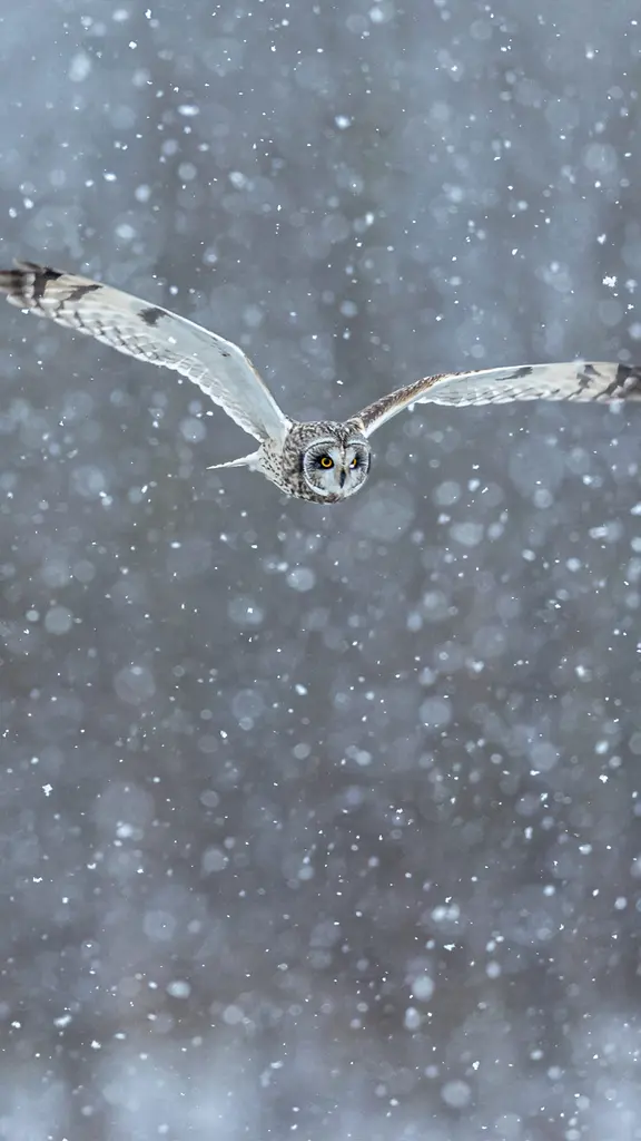 Anmut im Schneegest&ouml;ber