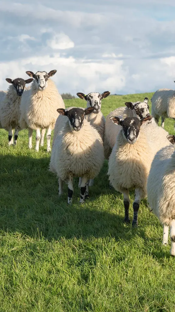 Baa-utiful family