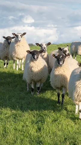 Baa-utiful family