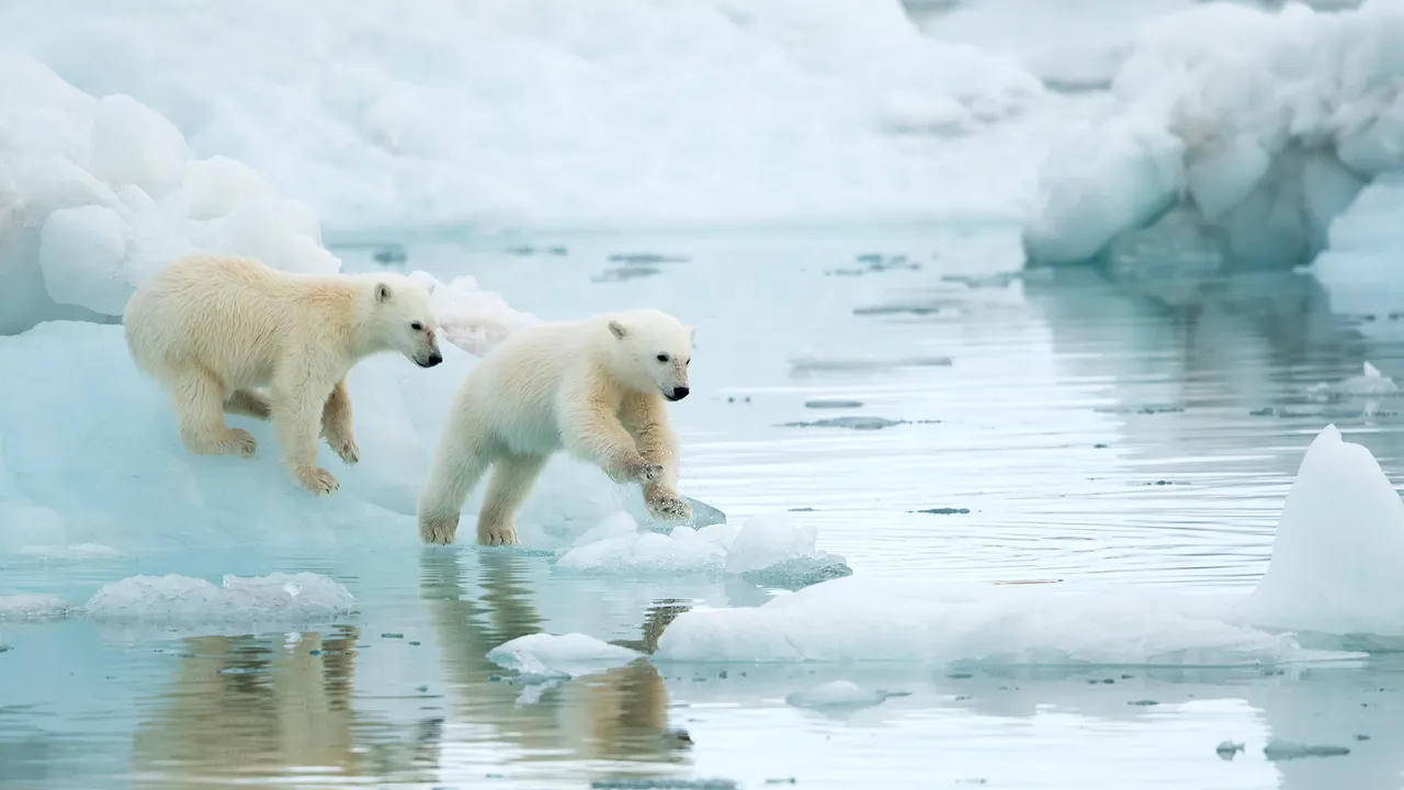 Polar Bear Cubs Playing In Svalbard Norway Polar Bear Cubs Playing polar-bear-cubs-playing-in-svalbard-norway-polar-bear-cubs-playing