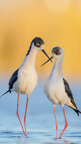 'amore cammina leggero