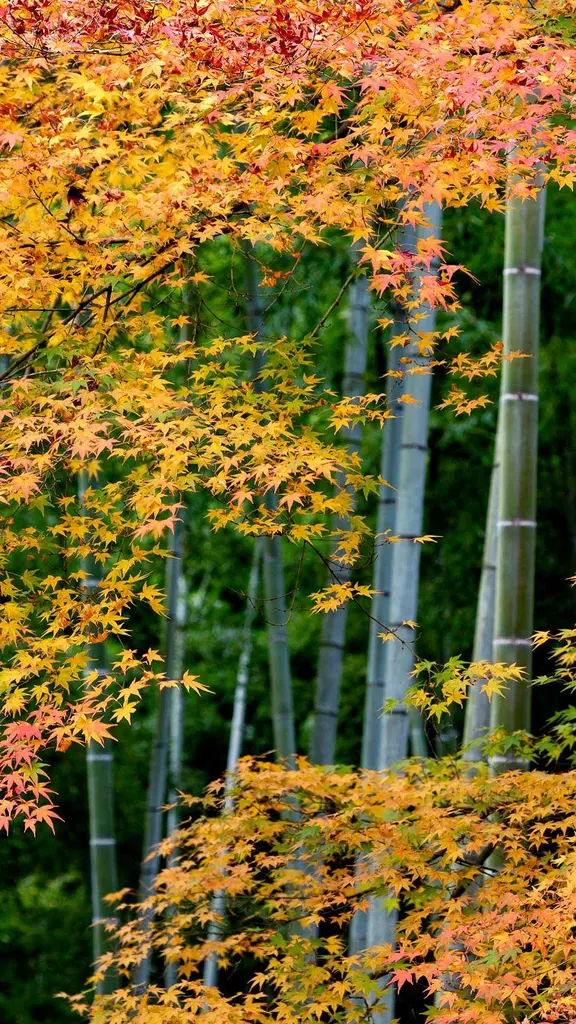 竹と紅葉が奏でる秋の風景