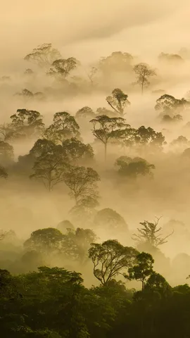 Nebbia e Foresta