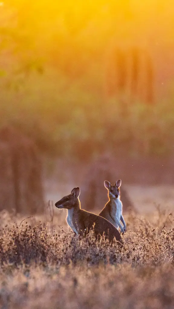 Saltos ao amanhecer