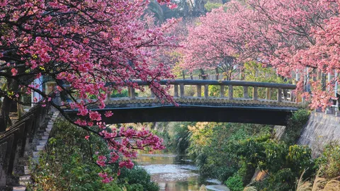 今日はさくらの日