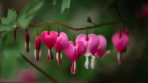 Amor en floraci&oacute;n