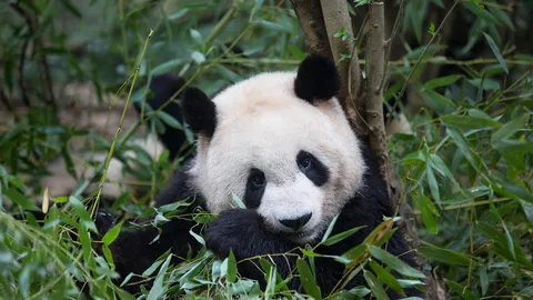 Somewhat bamboo-zled