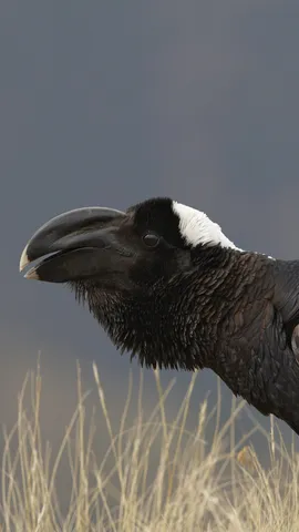 Thick-billed raven, Simien Mountains, Ethiopia