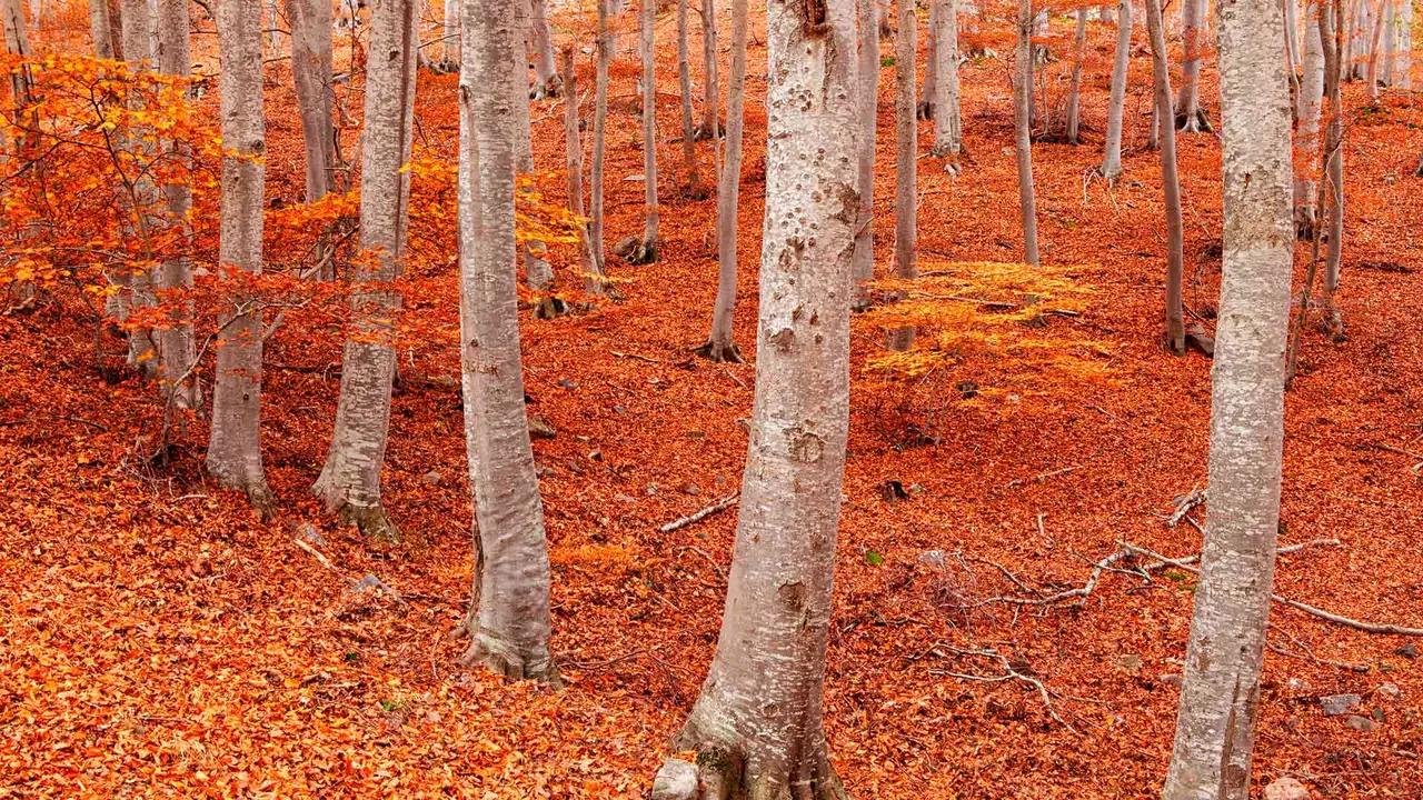 Farbenpracht des Herbstes