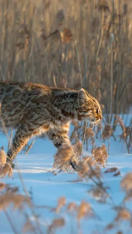 Amur leopard cat, Russia