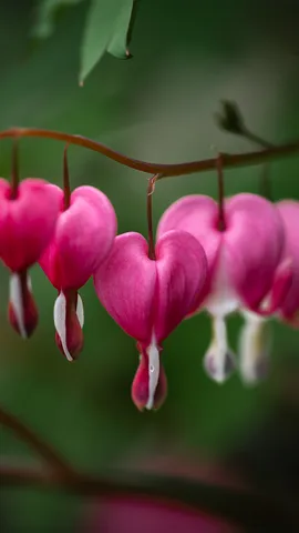 Amor en floraci&oacute;n