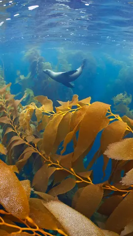 The lion king of the sea