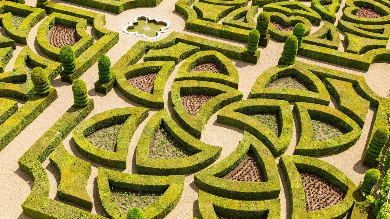 Geometrie in Bl&uuml;te