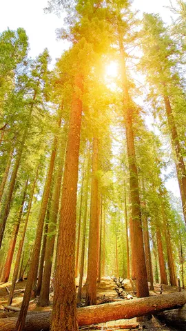 温暖的阳光穿过古老森林