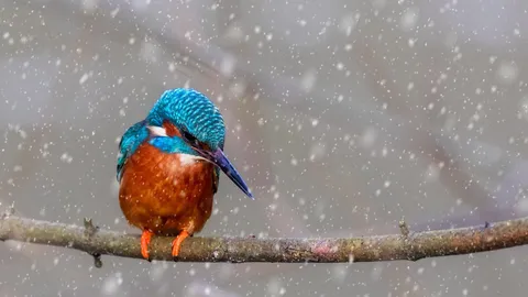 Winter's brightest catch