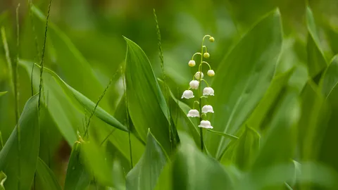 Bon 1er mai !