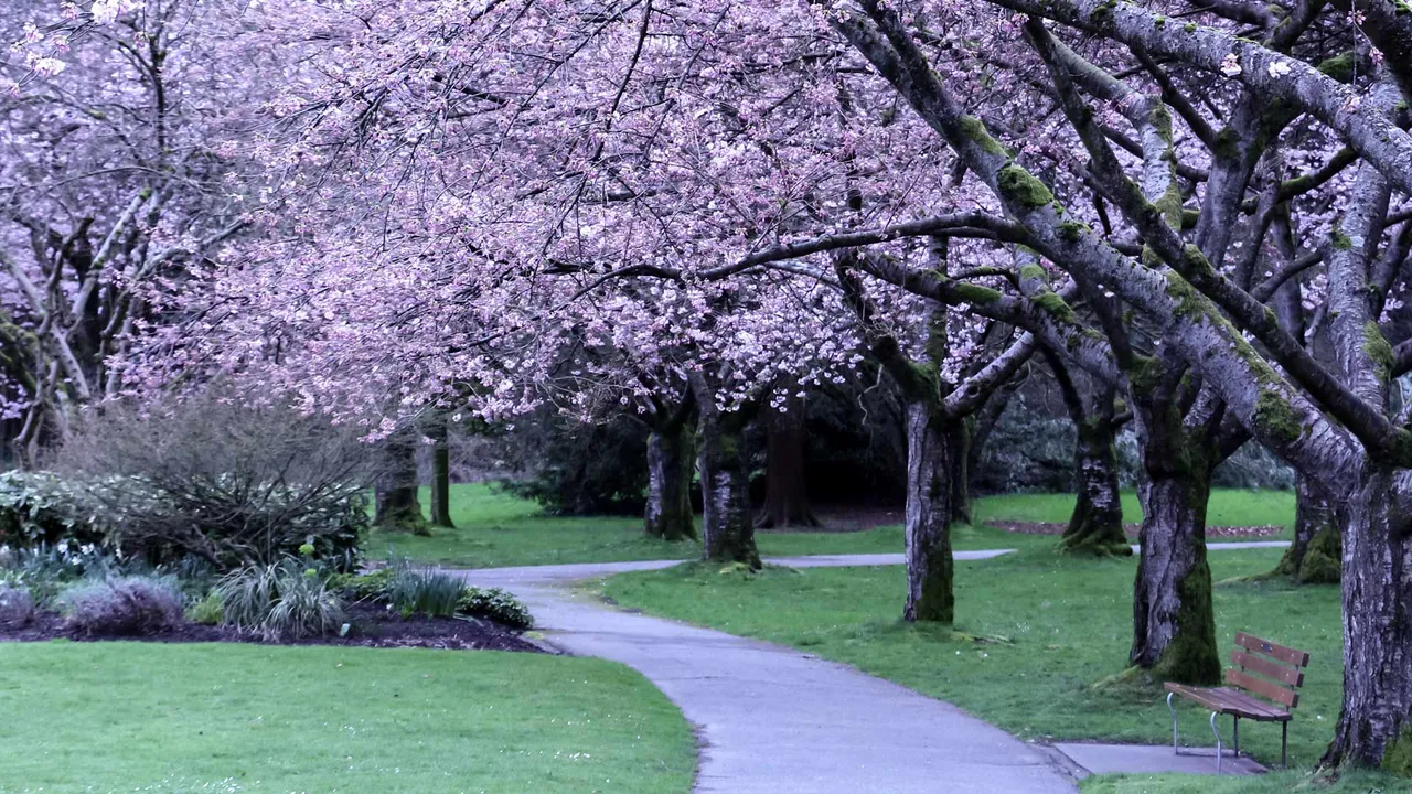 Follow the blossom map