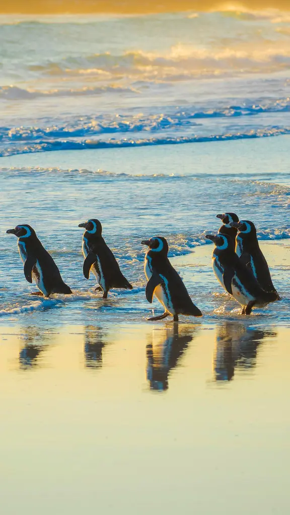 La Danza dei Pinguini