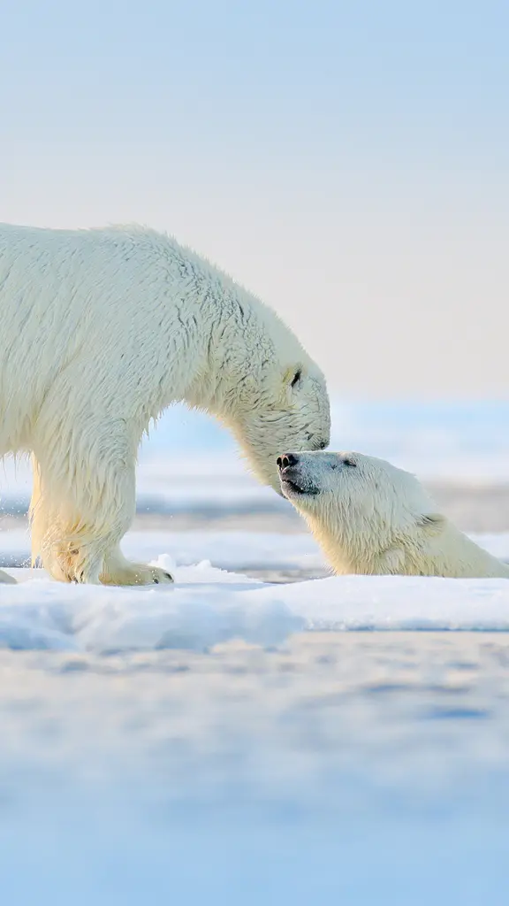 Have an ice New Year's Day