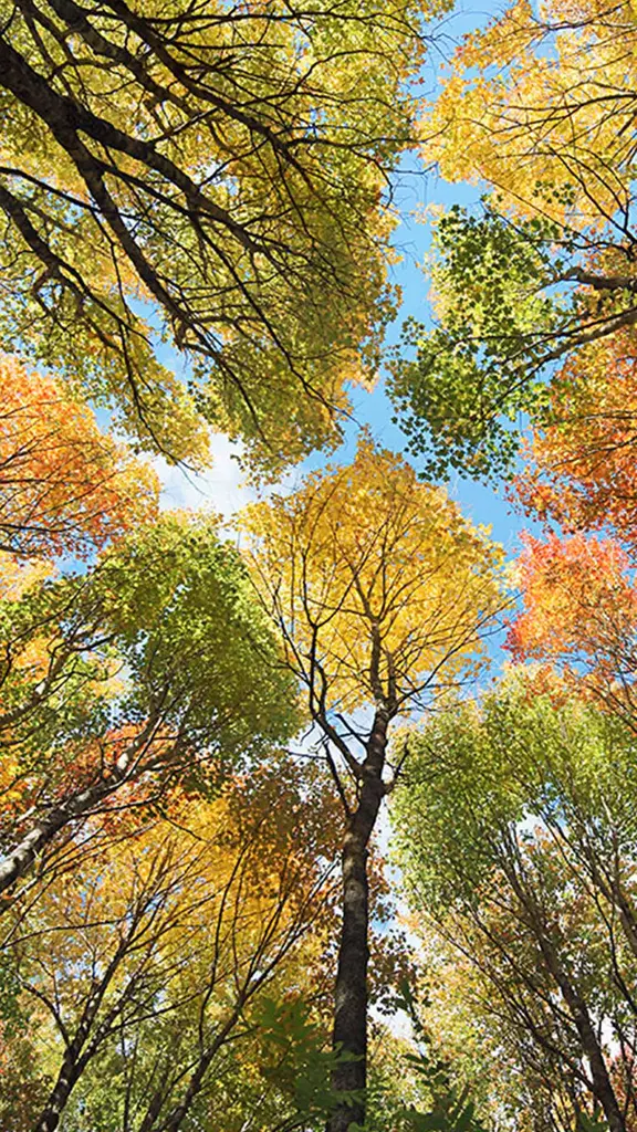 爱德华王子岛的森林和树冠，加拿大