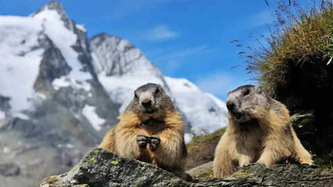 O veredito da marmota