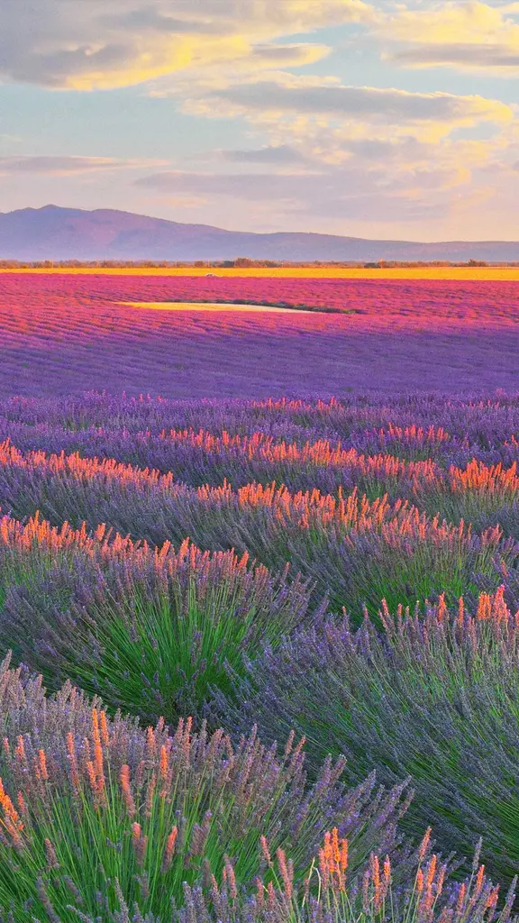 Horizontes perfumados