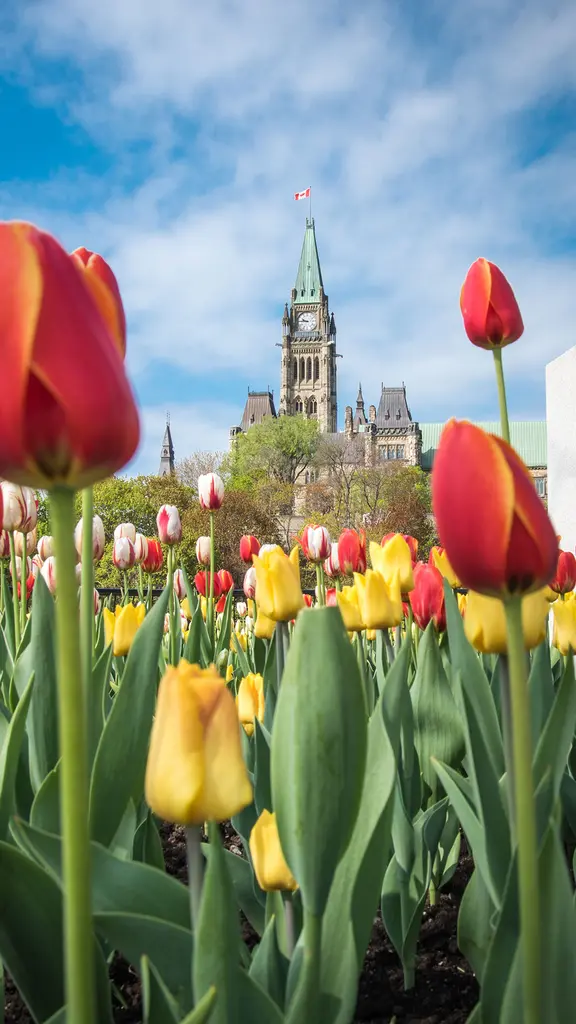 It's tulip season