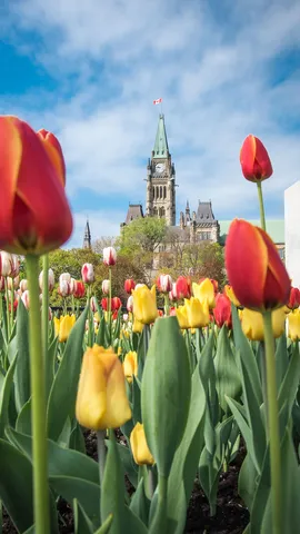 It's tulip season