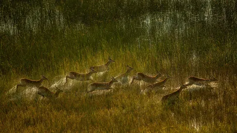 Les vagabonds des marais