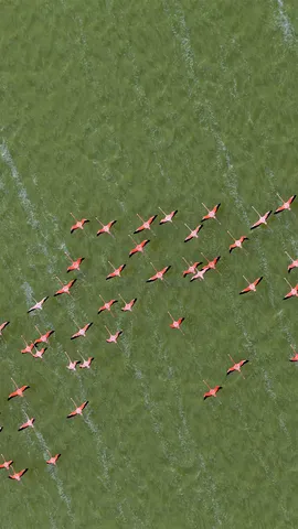 A dan&ccedil;a exuberante dos flamingos