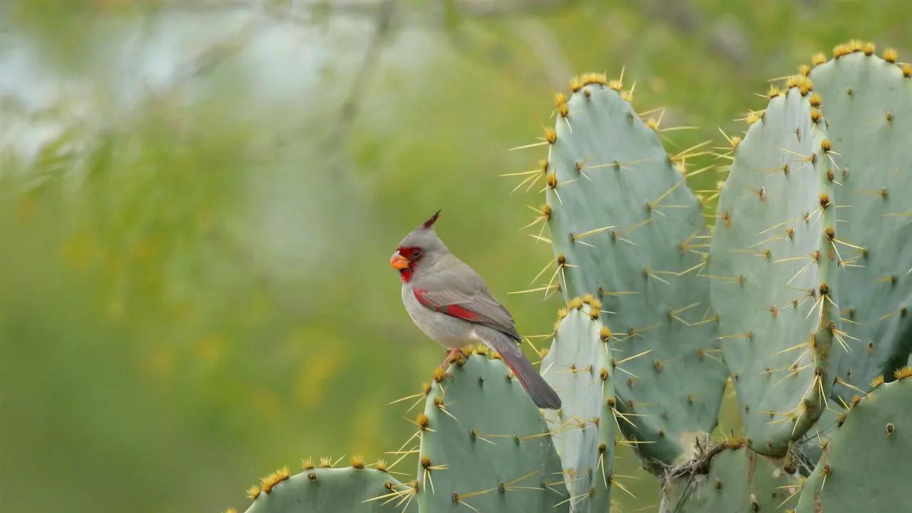 Make every bird count