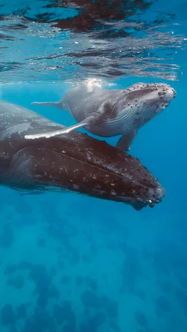 Protecting the giants of the sea