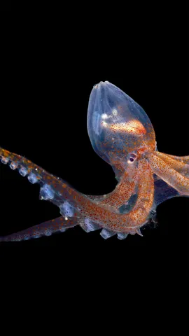 透明的头足类动物