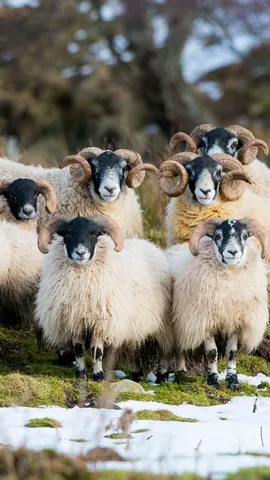 Von wegen schwarzes Schaf