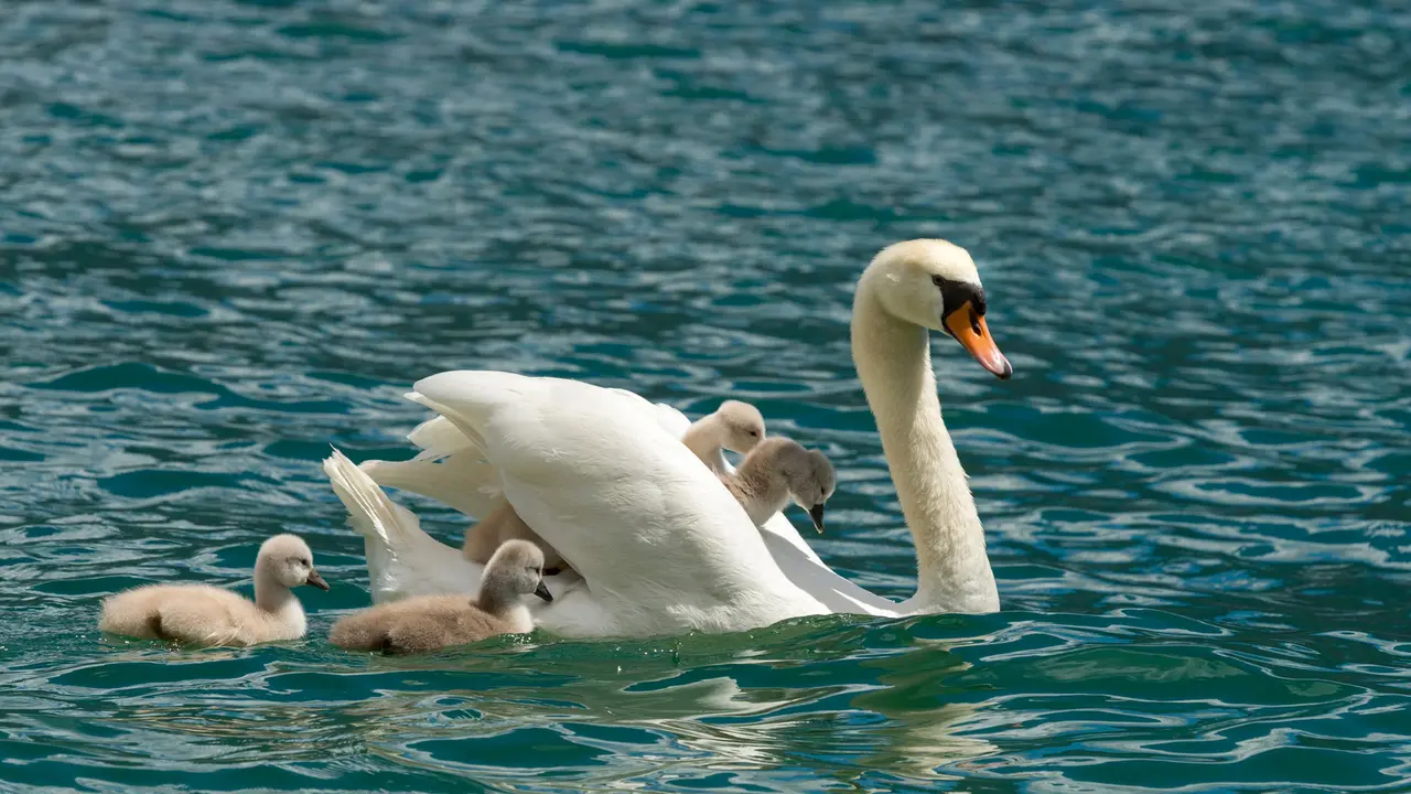 Auguri Mamma!