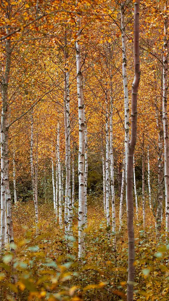 Warme, melancholische Herbstt&ouml;ne
