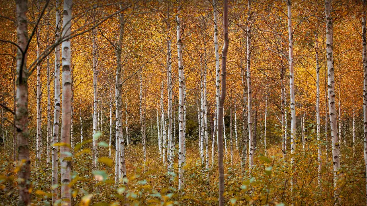 Warme, melancholische Herbstt&ouml;ne