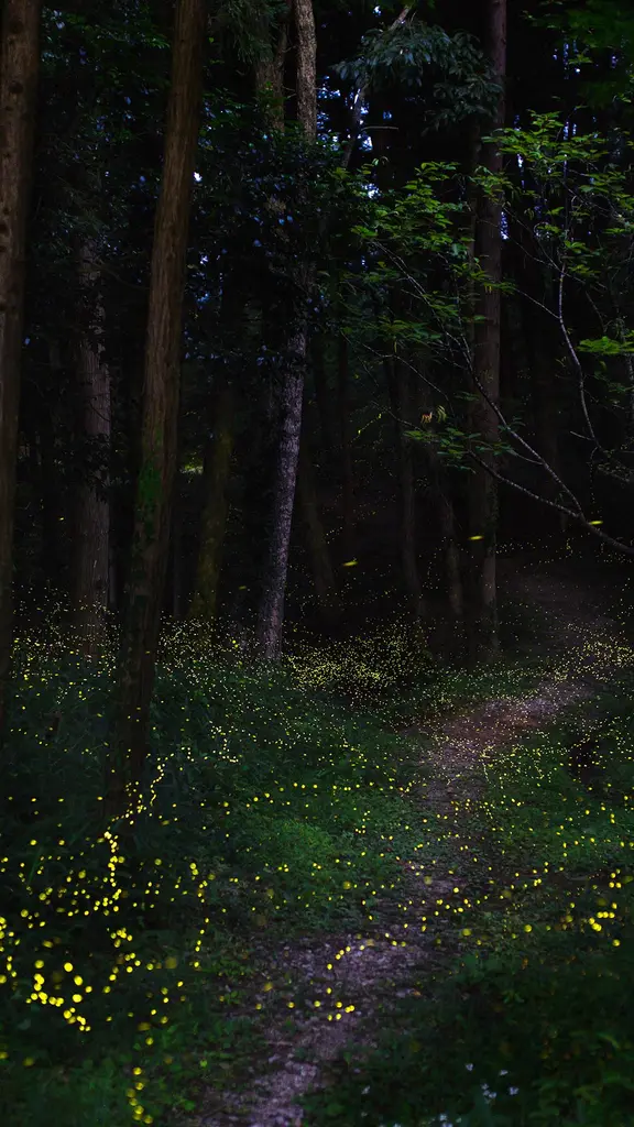 初夏の夜を彩る光の舞