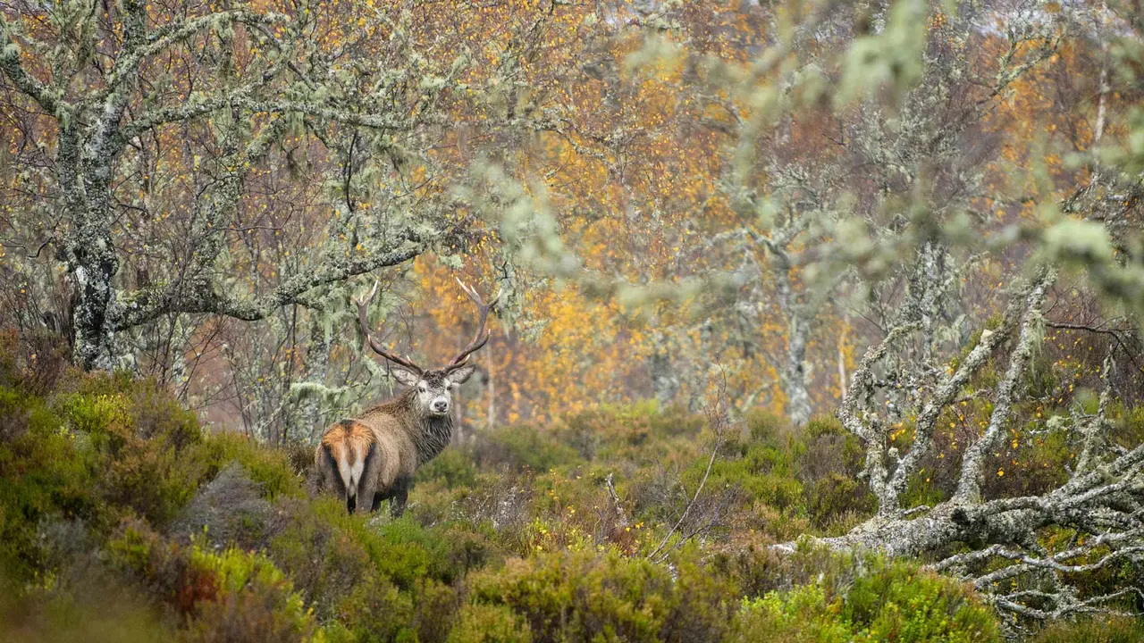 Il sovrano delle Highlands scozzesi?