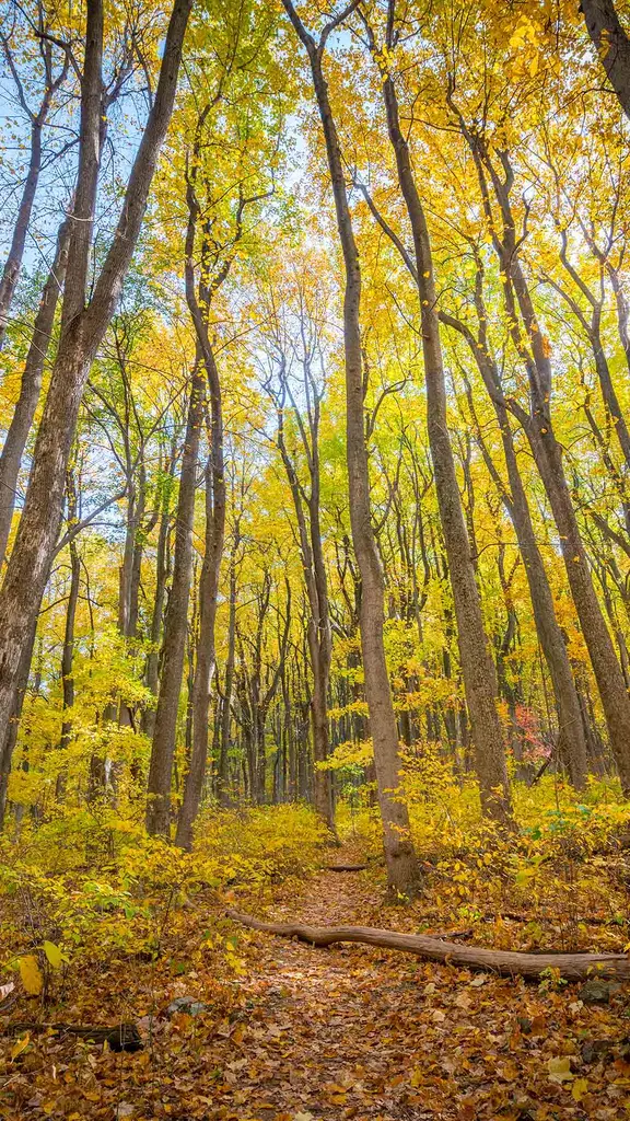 Oh Shenandoah