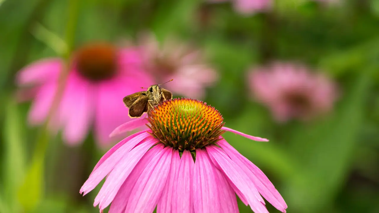 A blur among the blooms