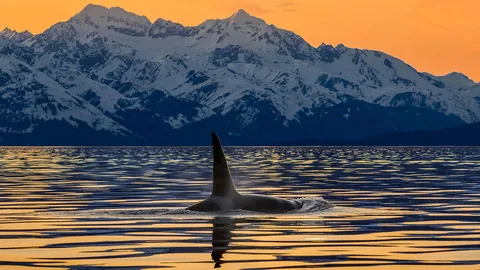 an-orca-surfaces-in-lynn-canal-near-the-chilkat-mountains-alaska