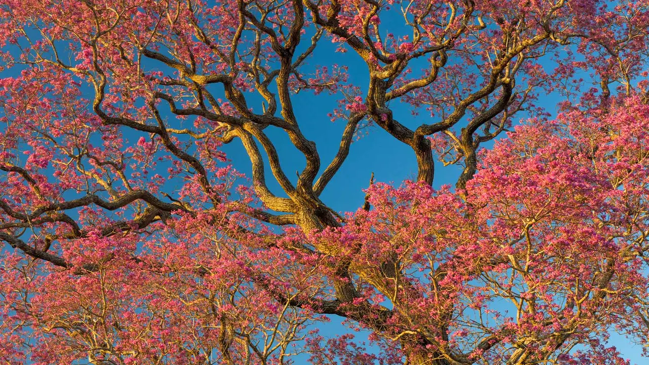 Beleza em Flor