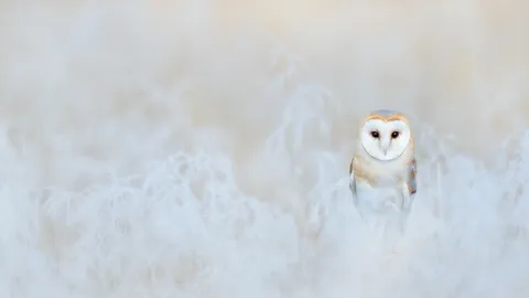 用脸比心