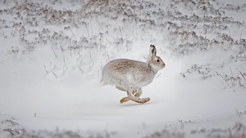 在白雪覆盖的高地上奔跑的雪兔，苏格兰