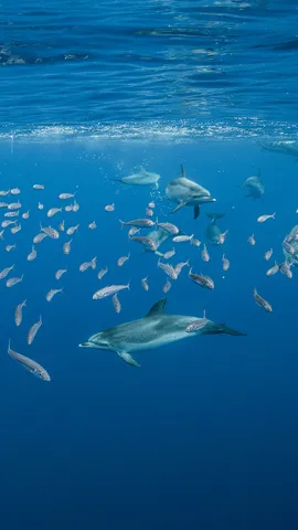 &iexcl;Nuestros amigos del mar!