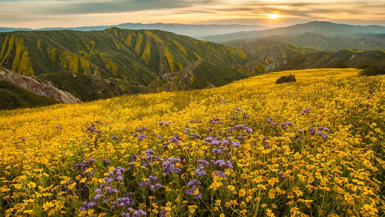 Estallido de flores