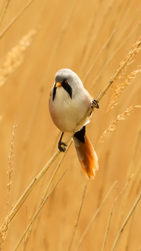 A face you don't forget - Male bearded reedling, Norfolk, England ...