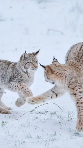 Vergn&uuml;gen im Schnee