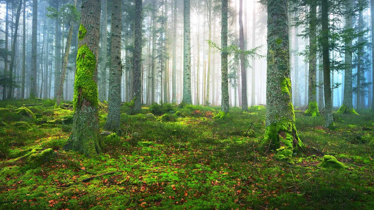 Mist-ery in the pines